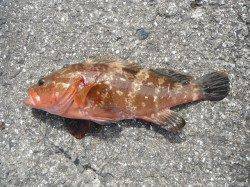 北港釣り公園　アコウ＆ハマチの釣果