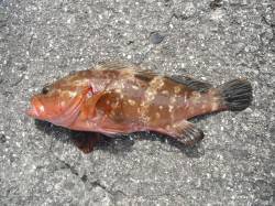 北港釣り公園　アコウ＆ハマチの釣果