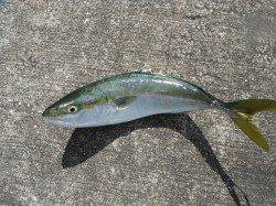 北港釣り公園　アコウ＆ハマチの釣果