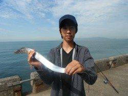 北港釣り公園　タチウオ＆アコウの釣果