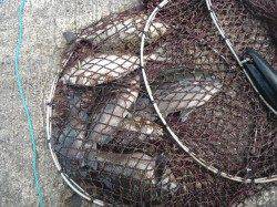 和歌山北港魚つり公園　アジ33cm！　グレ・アイゴも釣果あり