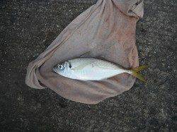 和歌山北港魚つり公園　アジ33cm！　グレ・アイゴも釣果あり