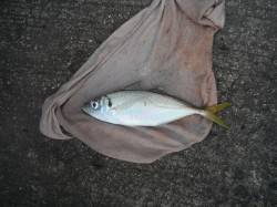 和歌山北港魚つり公園　アジ33cm！　グレ…