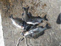 和歌山北港魚つり公園　紀州釣りでチヌ・アイゴ・サンバソウ