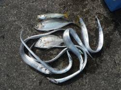 和歌山北港魚つり公園　タチウオ・アジ・チヌ…