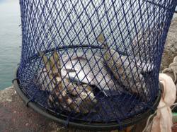 和歌山北港魚つり公園　天秤かご釣りでチヌ・…