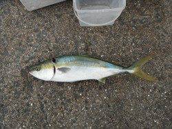 良型ハマチとウマヅラハギの釣果　和歌山北港魚つり公園