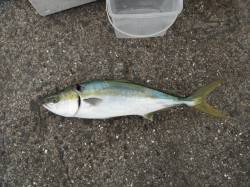 良型ハマチとウマヅラハギの釣果　和歌山北港…