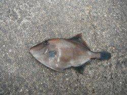 良型ハマチとウマヅラハギの釣果　和歌山北港魚つり公園