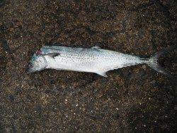 和歌山北港魚つり公園　サゴシ４５㎝