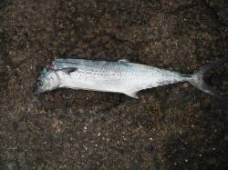 和歌山北港魚つり公園　サゴシ４５㎝