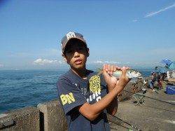 北港釣り公園　アジ＆チヌの釣果