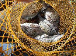 北港釣り公園　アジ＆チヌの釣果