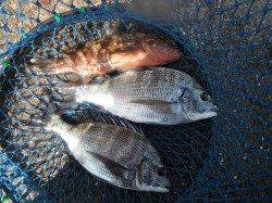 和歌山北港魚つり公園　チヌ・サンバソウ・カワハギ・アコウ