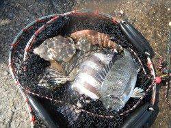 和歌山北港魚つり公園　チヌ・サンバソウ・カワハギ・アコウ