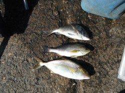 北港釣り公園　チヌ・イサギ・シオの釣果