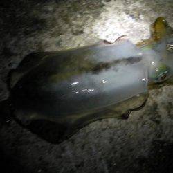 志筑　禁漁後にエギングでアオリイカ狙い