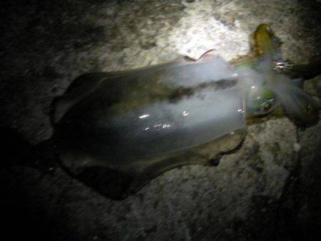 志筑　禁漁後にエギングでアオリイカ狙い