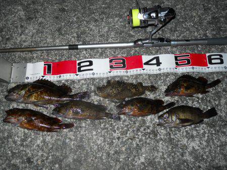 貝塚人工島でエビ撒き釣りでガシラ　日が沈む…