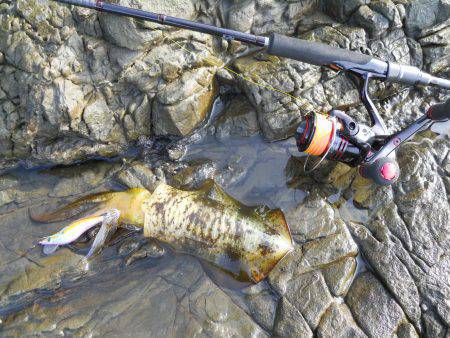 ケムリ島　エギングでアオリイカ　カワハギは…