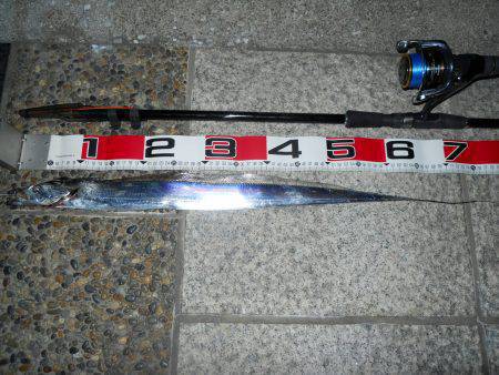 りんくうテトラへタチウオ釣りに　今期初タチ…