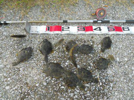 貝塚　探り釣りでカワハギ12尾　今後はサイ…