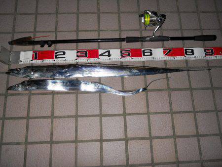 りんくうテトラ　短い時合いでもタチウオゲッ…