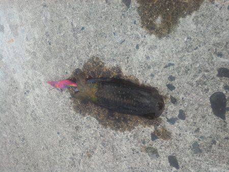 竹野でエギング　ヒットカラーはオレンジ・ピ…