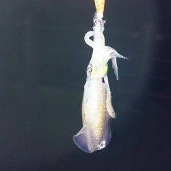 香住東港　エギングで新子アオリイカも渋めな感じ