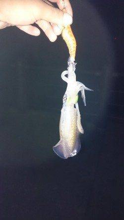 香住東港　エギングで新子アオリイカも渋めな感じ