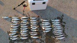 神戸空でのアジングは数狙えます