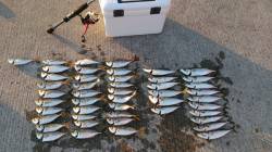 神戸空でのアジングは数狙えます