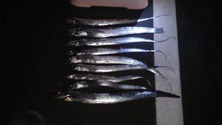 武庫川一文字タチウオ　8時過ぎ〜9時の終了…