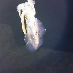 香住東港　エギングで新子アオリイカも渋めな感じ