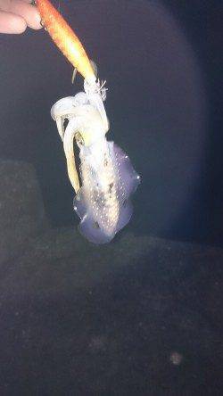 香住東港　エギングで新子アオリイカも渋めな感じ