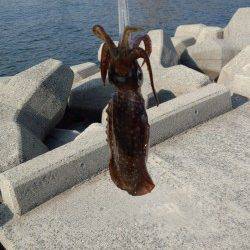 妻鹿（白浜）漁港　今朝8時から30分の釣行でアオリイカキャッチ