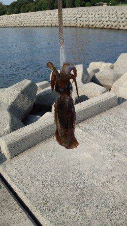 妻鹿（白浜）漁港　今朝8時から30分の釣行でアオリイカキャッチ