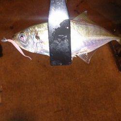 神戸空でのアジングは数狙えます