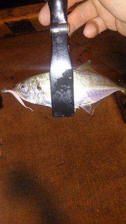 神戸空でのアジングは数狙えます