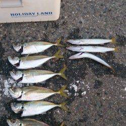 城ヶ崎　アジング釣行でアジ＆カマス