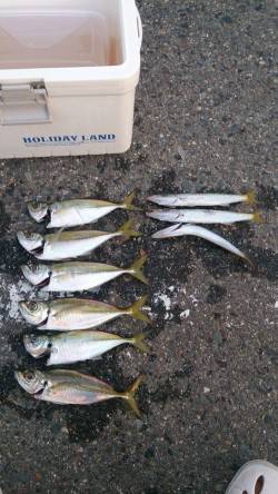 城ヶ崎　アジング釣行でアジ＆カマス