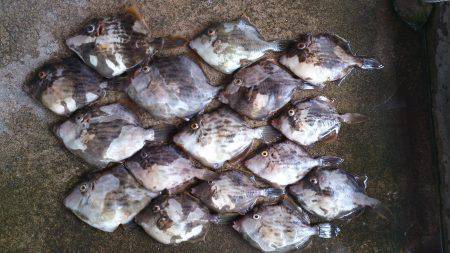 平磯海づり公園　アサリとシラサでカワハギ狙…