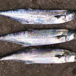 青物狙いで本荘人工島へ ルアーでサゴシの釣…