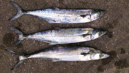 青物狙いで本荘人工島へ ルアーでサゴシの釣…