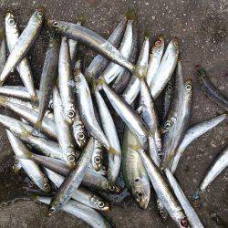 本荘人工島　サビキ仕掛けでイワシの大漁釣果…