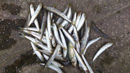 本荘人工島　サビキ仕掛けでイワシの大漁釣果…