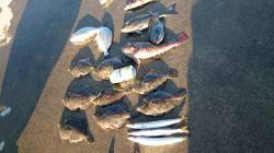 萩尾にて紀州釣り　日の出とともに竿出しカワハギが連発♫