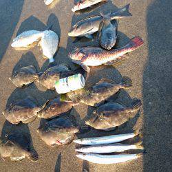 萩尾にて紀州釣り　日の出とともに竿出しカワ…