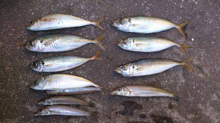 本荘ケーソン　サビキで良型アジ　投げ釣りで…