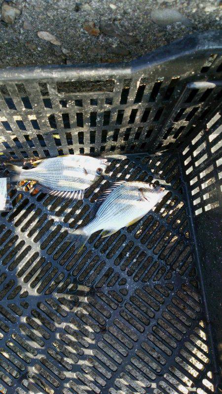 大津川河口　新浜港湾緑地の対岸で投げでキビ…